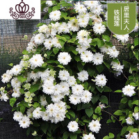 封后四季易种室内种球根盆栽花苗庭院爬藤攀援花卉绿植物盆栽苗 居里夫人 不含盆