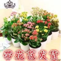 封后重瓣长寿花盆栽长寿花花苗室内阳台观花植物带花苞多年生花卉 长寿花培育盆颜色随机一盆 不含盆
