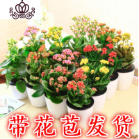 封后重瓣长寿花盆栽长寿花花苗室内阳台观花植物带花苞多年生花卉 长寿花培育盆四盆四色颜色不指定 不含盆