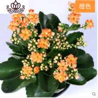 封后重瓣长寿花盆栽长寿花花苗室内阳台观花植物带花苞多年生花卉 长寿花培育盆橙色一盆 不含盆