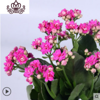 封后重瓣长寿花盆栽长寿花花苗室内阳台观花植物带花苞多年生花卉 长寿花培育盆玫红色一盆 不含盆