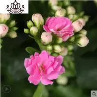 封后重瓣长寿花盆栽长寿花花苗室内阳台观花植物带花苞多年生花卉 长寿花培育盆粉色一盆 不含盆