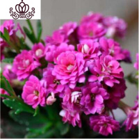 封后重瓣长寿花盆栽长寿花花苗室内阳台观花植物带花苞多年生花卉 长寿花培育盆紫色一盆 不含盆