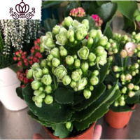 封后重瓣长寿花盆栽长寿花花苗室内阳台观花植物带花苞多年生花卉 长寿花培育盆绿色/白色一盆 不含盆