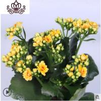 封后重瓣长寿花盆栽长寿花花苗室内阳台观花植物带花苞多年生花卉 长寿花培育盆黄色一盆 不含盆