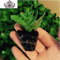 封后重瓣长寿花盆栽长寿花花苗室内阳台观花植物带花苞多年生花卉 长寿花小苗八颗 不含盆