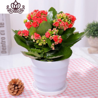 封后长寿花盆栽花卉植物室内花绿植绿巴黎长寿花重瓣大花四季开花花苗 红色带花+肥料(白色螺纹盆) 含盆