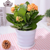 封后长寿花盆栽花卉植物室内花绿植绿巴黎长寿花重瓣大花四季开花花苗 橙色带花+肥料(白色螺纹盆) 含盆