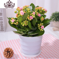 封后长寿花盆栽花卉植物室内花绿植绿巴黎长寿花重瓣大花四季开花花苗 水粉带花+肥料(白色螺纹盆) 不含盆