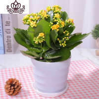 封后长寿花盆栽花卉植物室内花绿植绿巴黎长寿花重瓣大花四季开花花苗 黄色带花+肥料(白色螺纹盆) 含盆