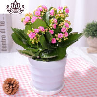 封后长寿花盆栽花卉植物室内花绿植绿巴黎长寿花重瓣大花四季开花花苗 玫红带花+肥料(白色螺纹盆) 含盆