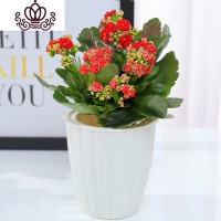 封后长寿花盆栽花卉植物室内花绿植绿巴黎长寿花重瓣大花四季开花花苗 红色带花+肥料(花瓣懒人盆) 不含盆