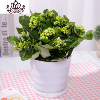 封后长寿花盆栽花卉植物室内花绿植绿巴黎长寿花重瓣大花四季开花花苗 绿巴黎带花+肥料(白色螺纹盆) 不含盆