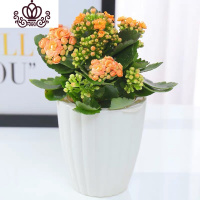 封后长寿花盆栽花卉植物室内花绿植绿巴黎长寿花重瓣大花四季开花花苗 黄色带花+肥料(花瓣懒人盆) 不含盆