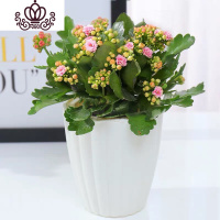 封后长寿花盆栽花卉植物室内花绿植绿巴黎长寿花重瓣大花四季开花花苗 水粉带花+肥料(花瓣懒人盆) 不含盆