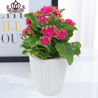 封后长寿花盆栽花卉植物室内花绿植绿巴黎长寿花重瓣大花四季开花花苗 玫红带花+花瓣懒人盆) 不含盆