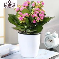 封后长寿花盆栽花卉植物室内花绿植绿巴黎长寿花重瓣大花四季开花花苗 玫红色(白色懒人盆)买二送专用土 不含盆