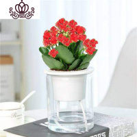 封后长寿花盆栽花卉植物室内花绿植绿巴黎长寿花重瓣大花四季开花花苗 红色(圆柱吸水盆)买二送专用土 含盆