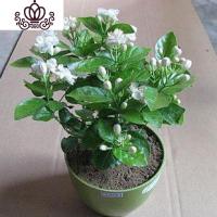 封后室内阳台庭院白花卉盆栽绿植虎头茉莉盆景双色茉莉浓香型 双色茉莉1棵 不含盆