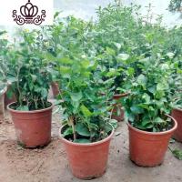 封后室内阳台庭院白花卉盆栽绿植虎头茉莉盆景双色茉莉浓香型 白茉莉1棵 不含盆