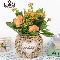 封后长寿花盆栽花卉植物室内花绿植绿巴黎长寿花重瓣大花四季开花花苗 橙色(爱心草编盆)买二送专用土 不含盆