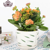 封后长寿花盆栽花卉植物室内花绿植绿巴黎长寿花重瓣大花四季开花花苗 橙色(绿叶陶瓷盆)买二送专用土 含盆