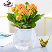 封后长寿花盆栽花卉植物室内花绿植绿巴黎长寿花重瓣大花四季开花花苗 橙色(透明吸水盆)买二送专用土 不含盆