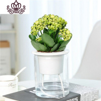 封后长寿花盆栽花卉植物室内花绿植绿巴黎长寿花重瓣大花四季开花花苗 绿巴黎(圆柱吸水盆)买二送专用土 含盆