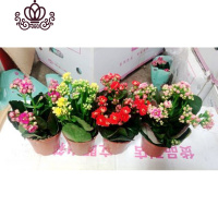 封后长寿花盆栽花卉植物室内花绿植绿巴黎长寿花重瓣大花四季开花花苗 长寿花(颜色随机) 含盆