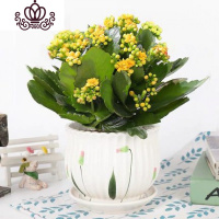 封后长寿花盆栽花卉植物室内花绿植绿巴黎长寿花重瓣大花四季开花花苗 黄色(陶瓷荷叶)买二送专用土 含盆