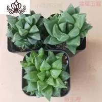 封后新手入 十二卷属多肉植物玉露组合套餐 盆栽绿植 含盆带土 玉露,寿组合3棵固定套餐 含盆