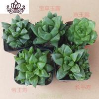 封后新手入 十二卷属多肉植物玉露组合套餐 盆栽绿植 含盆带土 玉露,寿组合5棵固定套餐 含盆
