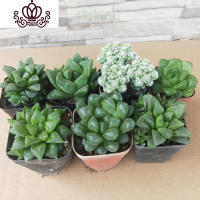 封后新手入 十二卷属多肉植物玉露组合套餐 盆栽绿植 含盆带土 玉露,寿组合7棵固定套餐 含盆