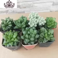 封后新手入 十二卷属多肉植物玉露组合套餐 盆栽绿植 含盆带土 玉露,寿组合7棵固定套餐 含盆