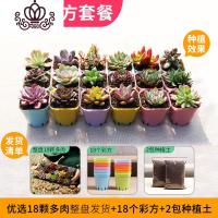 封后肉多植物老桩一筐一拍多肉批量一箱按斤卖超大多肉盆栽组合成 18颗多肉/盘+18个彩方+2包土 不含盆