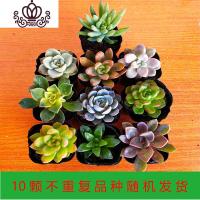 封后多肉植物一整箱发货新款组合盆栽新手套餐好养易活花卉盆栽 10颗不重复品种随机搭配4-6cm 裸根不带土
