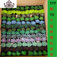 封后多肉植物一整箱发货新款组合盆栽新手套餐好养易活花卉盆栽 117颗13个品种随机搭配3-5cm 裸根不带土