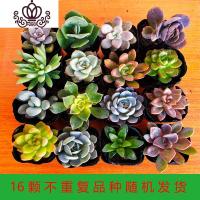 封后多肉植物一整箱发货新款组合盆栽新手套餐好养易活花卉盆栽 16颗不重复品种随机搭配4-6cm 裸根不带土