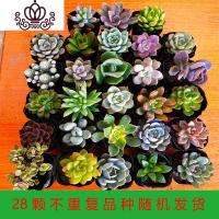 封后多肉植物一整箱发货新款组合盆栽新手套餐好养易活花卉盆栽 28颗不重复品种随机搭配4-6cm 裸根不带土