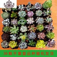 封后多肉植物一整箱发货新款组合盆栽新手套餐好养易活花卉盆栽 36颗不重复品种随机搭配4-6cm 裸根不带土
