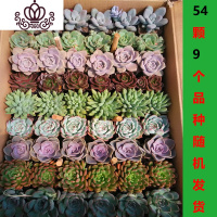 封后多肉植物一整箱发货新款组合盆栽新手套餐好养易活花卉盆栽 54颗9个品种随机搭配6-7cm 裸根不带土