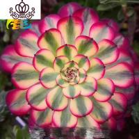 封后3月03日多肉植物 181-190 3月03日188静月 裸根不带土花卉绿植盆栽