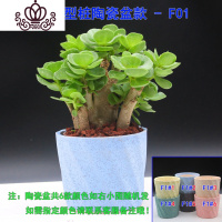 封后金钱木多肉植物金钱木老桩多年多头绿植盆栽桌面花卉带盆栽好 金钱木两年桩款F01陶瓷盆栽好 带盆栽好