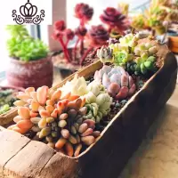 封后多肉木头花盆原生态树根木石斛长方形创意个性盆景玉坠生石花盆 80cm木槽花盆直径约18-22cm 大花盆容器
