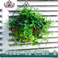 封后半壁挂花盆墙上 墙壁阳台植物绿萝盆吊兰悬挂式花盘花篮挂壁 挂墙 大号黑色椰棕壁挂+钻石翡翠一盆 中等花盆容器