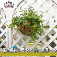 封后半壁挂花盆墙上 墙壁阳台植物绿萝盆吊兰悬挂式花盘花篮挂壁 挂墙 小号黑色椰棕壁挂+小钻石翡翠一盆 中等