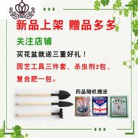 封后特大阳台种菜盆 花盆长方形树脂塑料阳台种花种菜长条盆种植箱 500格网盆[白色]四个装 特大花盆容器