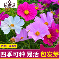 封后家庭阳台花卉盆栽四季播种波斯菊格桑花百日冬季菜籽花 混色波斯菊1000粒+肥