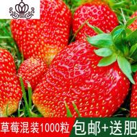 封后家庭阳台花卉盆栽四季播种波斯菊格桑花百日冬季菜籽花 [草莓混装1000粒]送肥