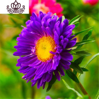 封后套餐菊花重瓣翠菊土培四季室内花阳台庭院花卉花种籽 紫色翠菊60粒